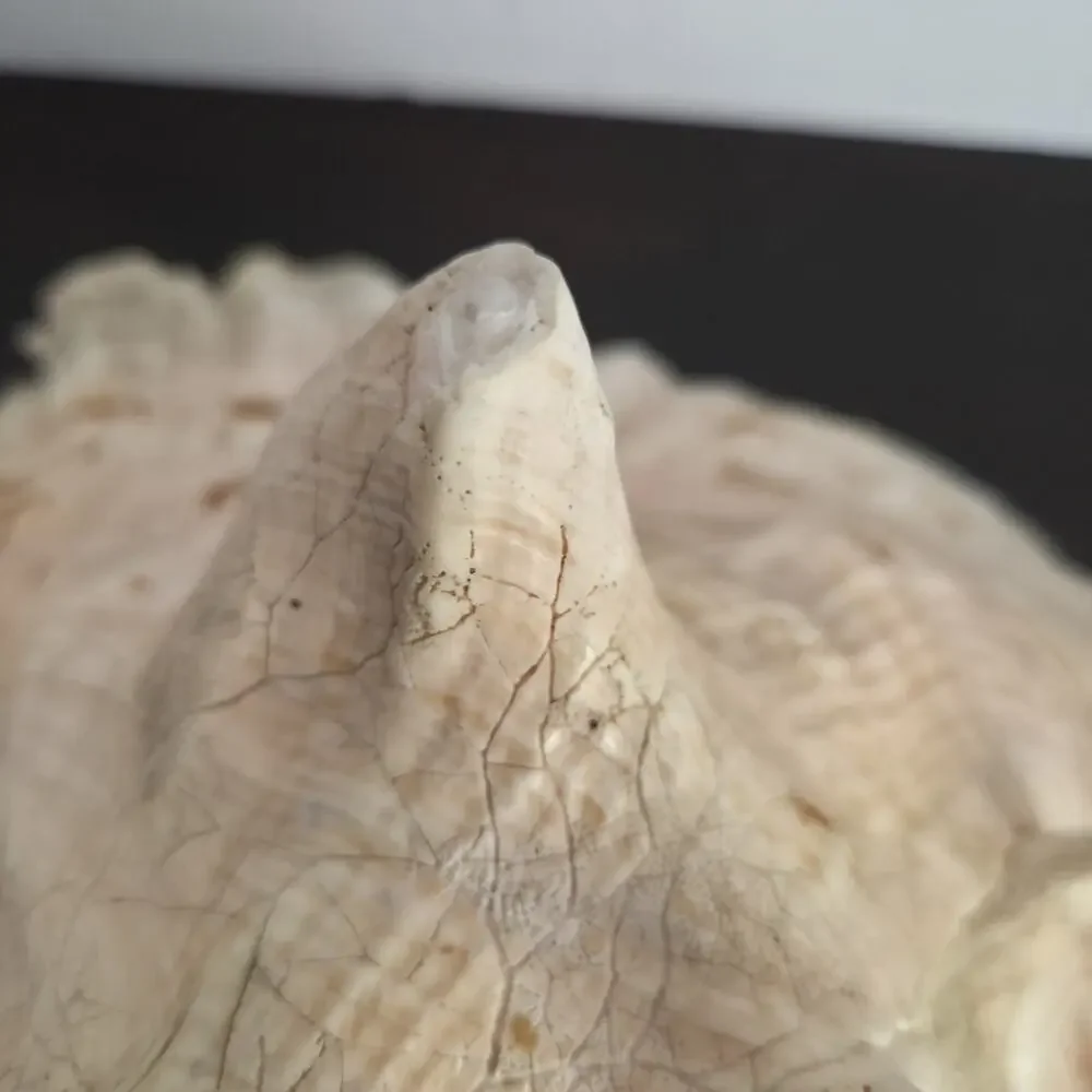 Natural 9.5” L Conch Shell - Picture 6 of 10